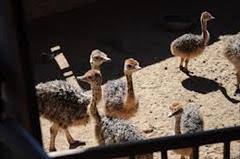 خرید پستی جوجه شتر مرغ همدان