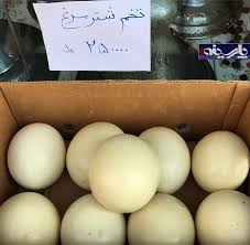 فروشگاه اینترنتی تخم شترمرغ