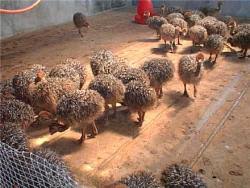 خریدار جوجه شترمرغ 20 روزه