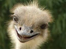بازار خرید تخم شترمرغ در شیراز