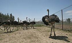 خرید شترمرغ پرواری در اردبیل