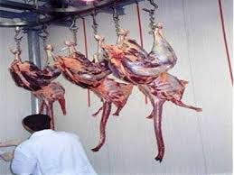 خرید و فروش گوشت شترمرغ به صورت لاشه