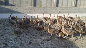 پیش فروش جوجه شترمرغ یک ماهه