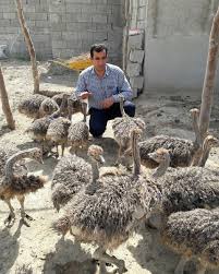 خرید اینترنتی جوجه شترمرغ