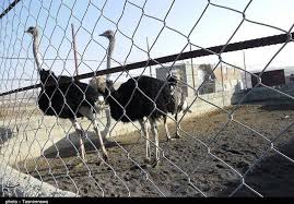 فروش جوجه شترمرغ برای پرواربندی