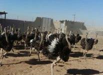 فروش عمده شترمرغ پیش مولد