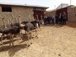 بازار فروش شترمرغ پرواری در ایران