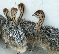 خرید جوجه شترمرغ به صورت عمده
