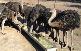 خرید شترمرغ زنده