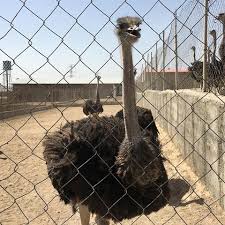 قیمت شترمرغ پرواری به صورت کیلویی