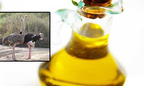 فروش روغن شترمرغ 100 درصد طبیعی