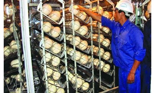 خرید دستگاه جوجه کشی شترمرغ ارزان قیمت