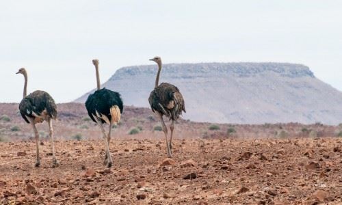 خرید شترمرغ مولد با بهترین قیمت روز